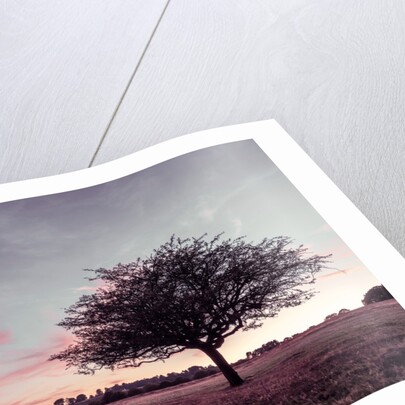 Single tree in a meadow by Assaf Frank